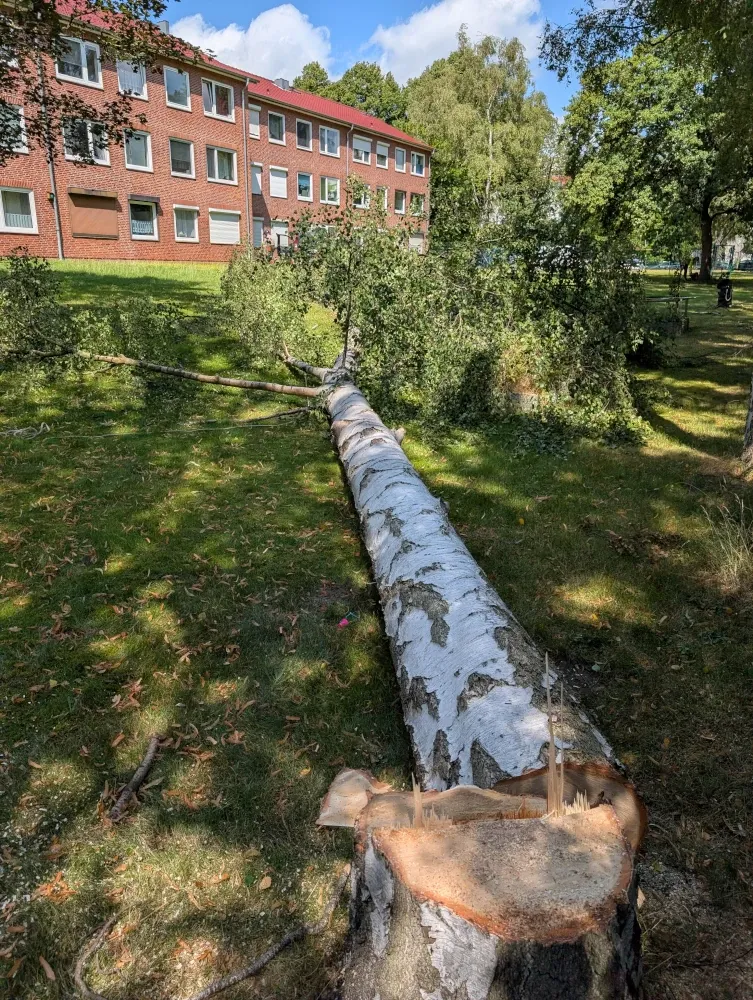 Gefällte Birke mit Birkenporling-Befall an einer Wohnanlage in Hamburg