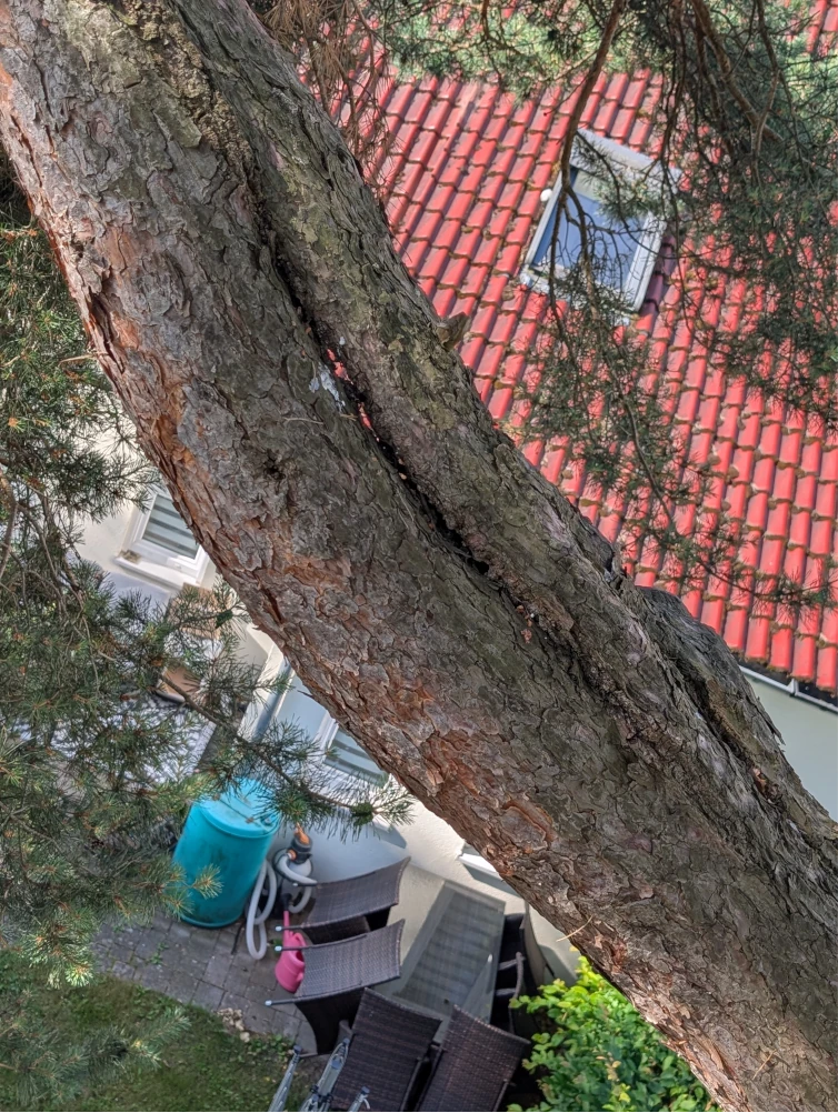 Nach einem Sturm haben wir in Neu-Börnsen eine Kiefer gesichert: gebrochene Äste entfernt und einen gefährlichen Längsriss über einem Trampolin per Rigging und Seilklettertechnik kontrolliert beseitigt.